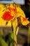 Flower Canna yellow-red