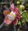 Flower Cannonball tree