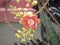 Flower of Cannonball Tree or Sala Tree. Couroupita guianensis