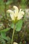 Flower capitate lousewort - Pedicularis capitata in natural tundra environment