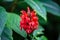 Flower of a Cardinals guard, Pachystachys coccinea