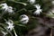 Flower of the carnation Dianthus petraeus noeanus