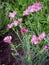 Flower carnation. Some blooming Turkish pink carnations on the blurred background of green leaves, Inflorescence of