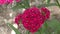 Flower carnation Turkish Dianthus barbatus.