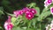 Flower carnation Turkish Dianthus barbatus