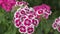 Flower carnation Turkish Dianthus barbatus