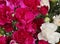 Flower Carnations bouquet background.