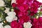 Flower Carnations bouquet background.
