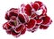 flower carnations red isolated on a white background. No shadows with clipping path. Close-up.