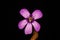 Flower of carnivorous plant Pinguicula