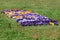 Flower carpet made of Wild pansy or Viola tricolor small wild flowers with petals in various colors densely planted in local