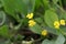 Flower of a caterpillar pant, Scorpiurus muricatus