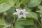 Flower of a cayenne pepper plant Capsicum annuum