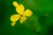 Flower celandine.