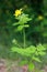 Flower celandine (Lat. Chelidonii majoris herba)