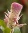 Flower Celosia