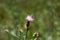 Flower of Centaurea diffusa (diffuse knapweed)