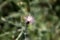 Flower of Centaurea diffusa (diffuse knapweed)