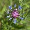 Flower of Centaurea montana