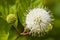 Flower or Cephalanthus occidentalis, known also as Button bush.