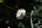 Flower of Cephalaria leucantha