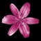 Flower cerise pink lily isolated on black background. Close-up.