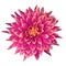 Flower cerise pink orange dahlia isolated on white background. Close-up.