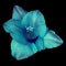 Flower cerulean blue gladiolus isolated on black background. Flower bud close up.