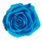 Flower cerulean blue rose isolated on white background. Close-up.