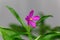 Flower of a Ceylon spinach, Talinum fruticosum