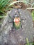 Flower Chafer Beetle Dicronorrhina derbyana oberthueri