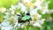 Flower chafer beetle forages on beautiful blackberry flowers