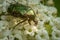 A flower chafer feeding on white blossoms