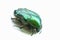 Flower chafer isolated