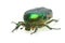 Flower chafer (rose chafer, Cetonia aurata)