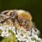 A flower chafer Trichius succinctus eats honey dew from flowers. Macro image