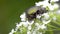 Flower chafer on white flower