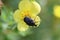 A flower chafers beetle sits on a tundra rose flower