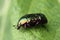 Flower chafers  Cetoniinae