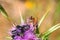 Flower chafers and honey bee collect nectar on flowering plant of Syrian Thistle. Macro shoot in nature