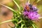 Flower chafers and honey bee collect nectar on flowering plant of Syrian Thistle. Macro shoot in nature