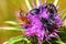 Flower chafers and honey bee collect nectar on flowering plant of Syrian Thistle. Macro shoot in nature