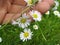 Flower chain of daisies