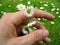 Flower chain of daisies