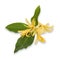 Flower, Champaca, Champa, Tree and flowers with medicinal properties on