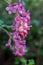 Flower of Chaparral Currant, Ribes malvaceum