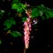Flower of Chaparral Currant, Ribes malvaceum, on black background