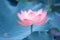 Flower of Charming lotus