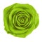 Flower chartreuse green rose isolated on white background. Close-up.