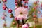 Flower of the cherry blossom against blurred background of tree